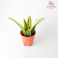 Sansevieria Gold - Pudu Ria Florist Southern
