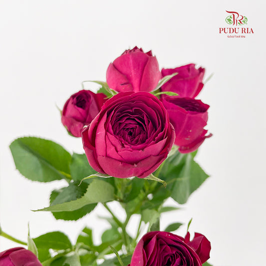 Rose Spray Red Lace - (8-10 Stems)