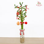 CNY Arrangement 2025#8