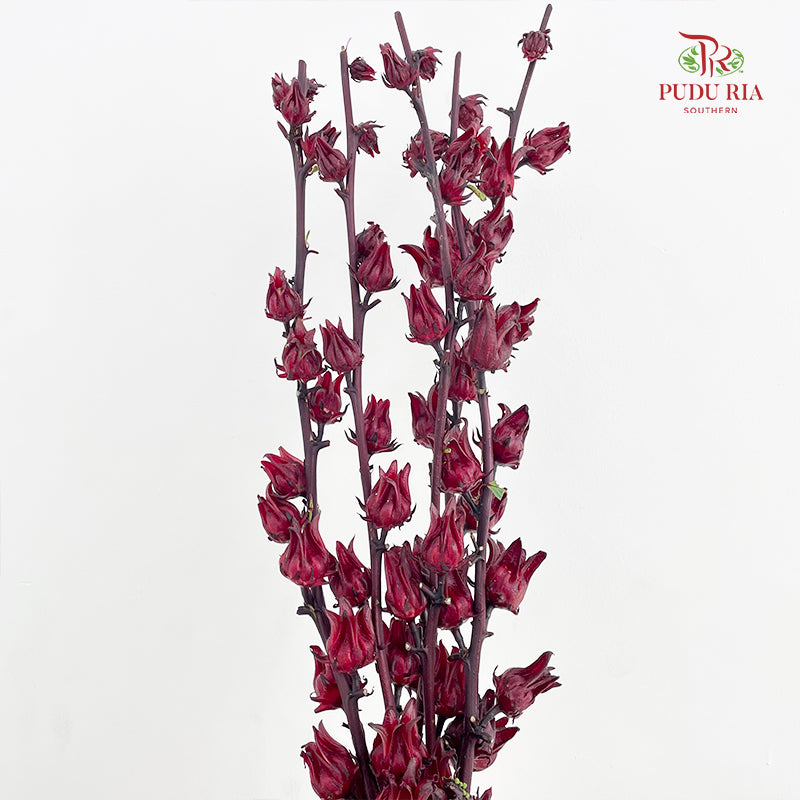 Roselle