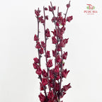 Roselle