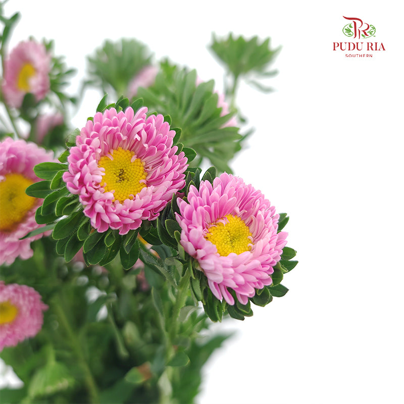 Aster 翠菊 Pink - (Per Bundle)