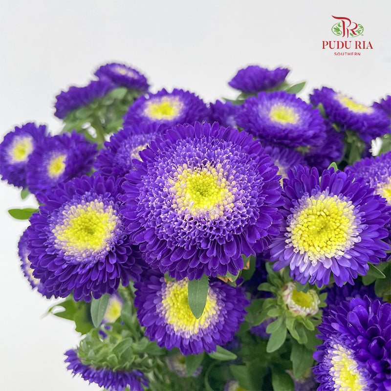 Aster Purple 翠菊 - (Per Bundle)