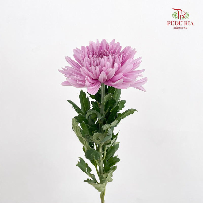 Net Mum Chrysanthemum Light Purple - (5-6 Stems)