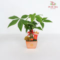 CNY Potted Plant Arrangement 2024#25