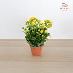 Kalanchoe Mixed (M)
