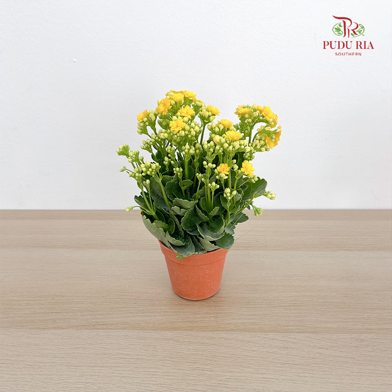 Kalanchoe Mixed (M)