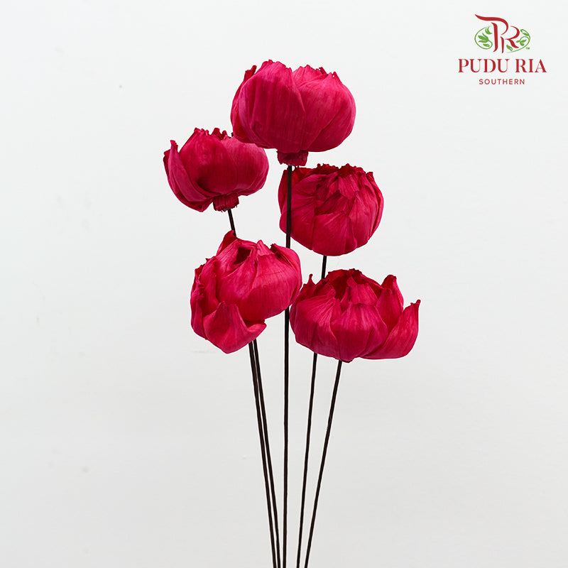 Dry Sola Wood Peony - Dark Pink