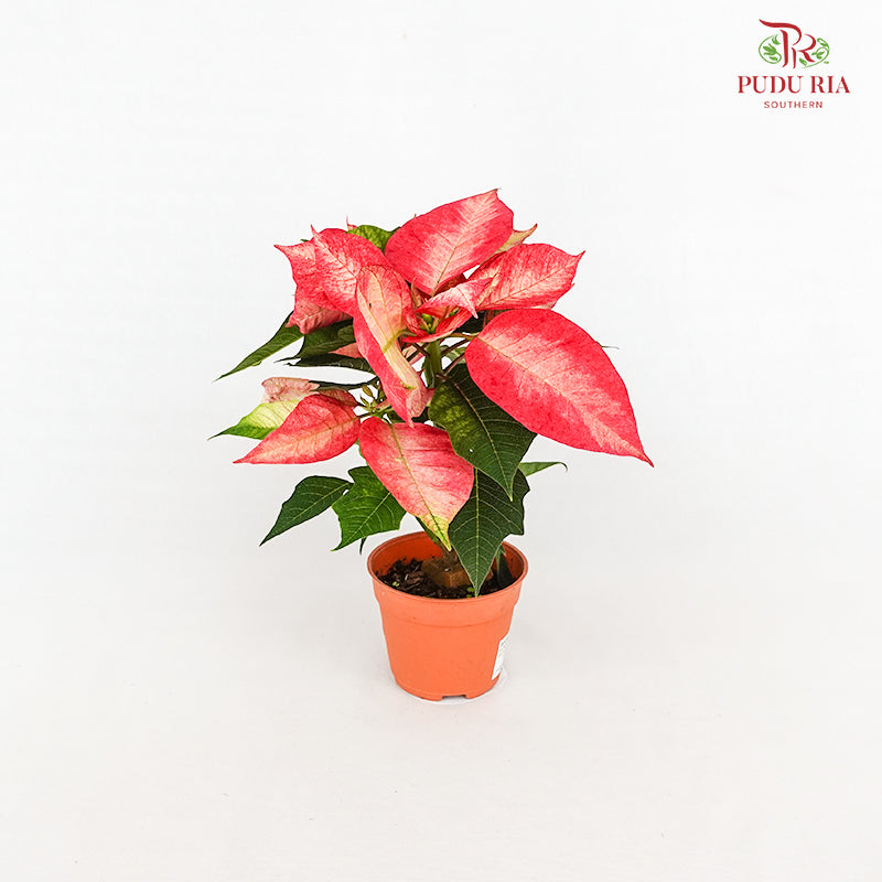 Poinsettia Ice Crystal