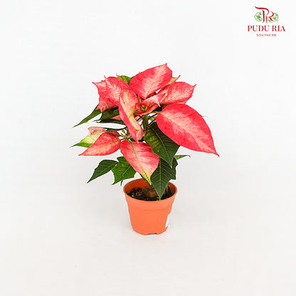 Poinsettia Ice Crystal