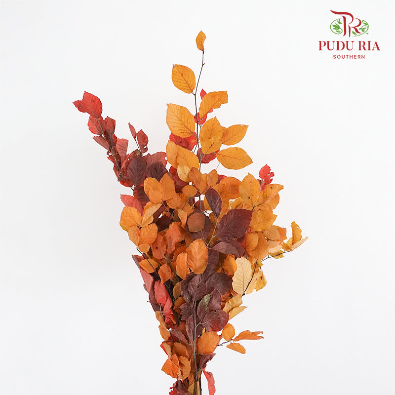 Dry Copperbeech Fagus - Pudu Ria Florist Southern