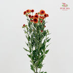 Chrysanthemum Santini / Calimero Mini Button Orange Red