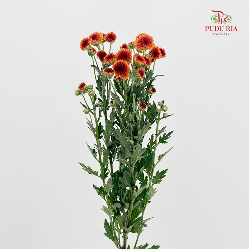 Chrysanthemum Santini / Calimero Mini Button Orange Red