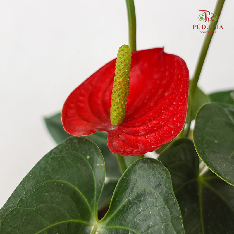 Anthurium Mix - Red
