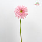 Gerbera Soft Pink Green Heart - (8-10 Stems)