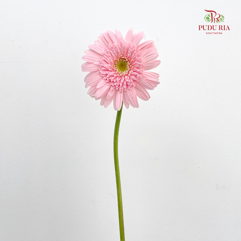 Gerbera Soft Pink Green Heart - (8-10 Stems)