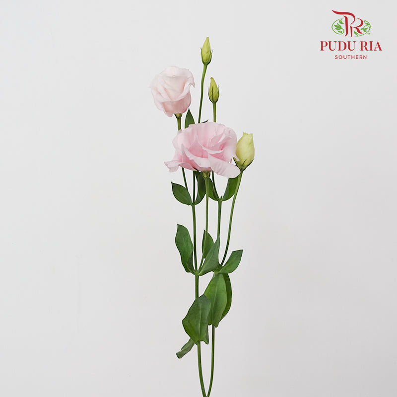 Eustoma Pink - (12-15 Stems)