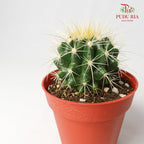Cactus Mix 1 - Pudu Ria Florist Southern