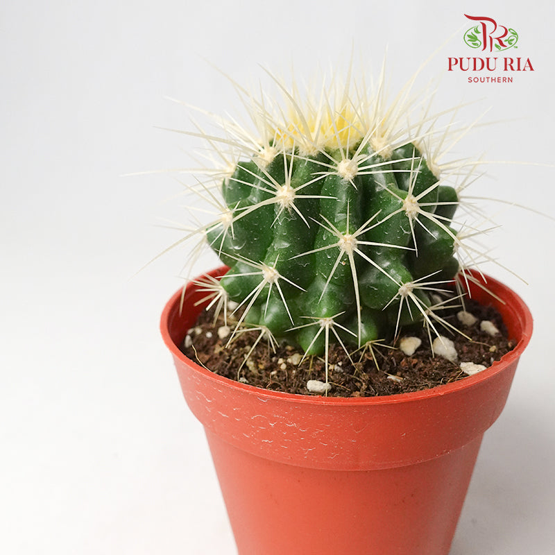 Cactus Mix 1 - Pudu Ria Florist Southern