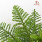 Araucaria