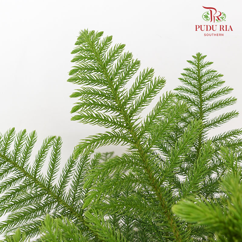 Araucaria