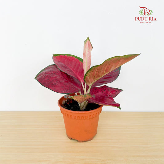 Aglaonema Eastern Red