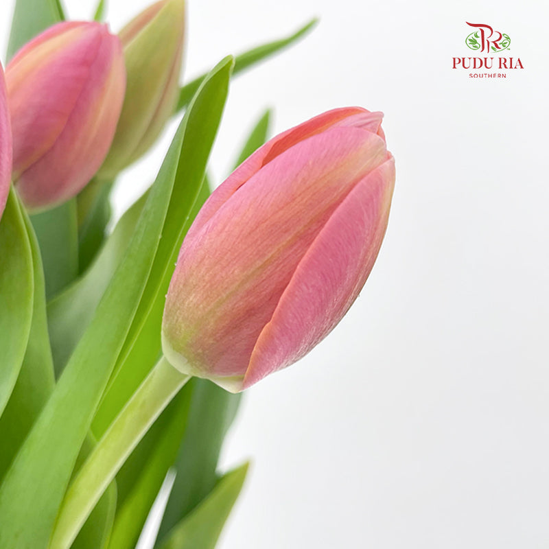 Tulip Pink 郁金香 - (8-10 Stems)