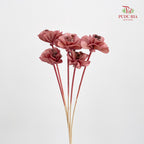 Dry Small Pomegranate Flower - Light Brown