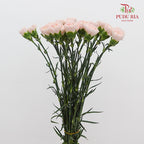 Carnation Liu Guang 流光康乃馨- (18-20 Stems)