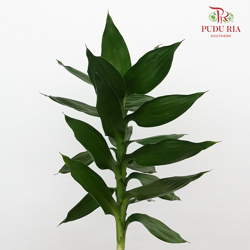 Lotus Bamboo 1 Stems - Pudu Ria Florist Southern