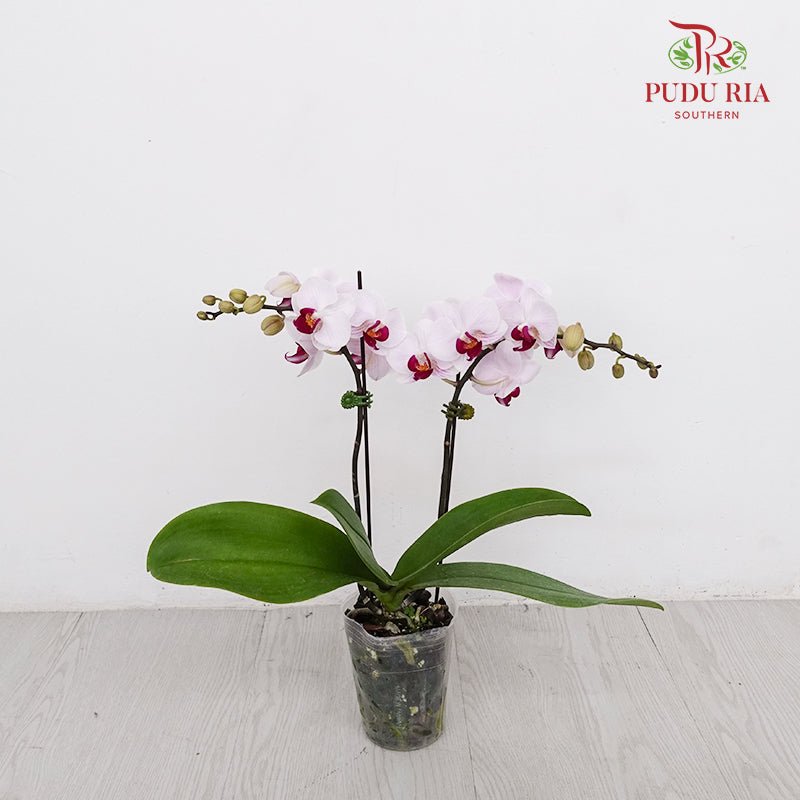 Phalaenopsis Orchid White Purple Mini Double Stem #2