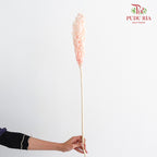 Dry Sorghum - Pink