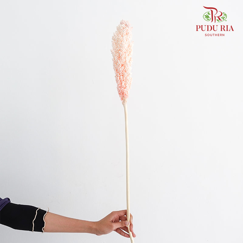 Dry Sorghum - Pink