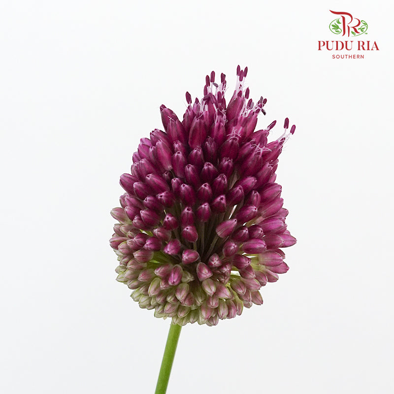 Allium Bullet Purple - 5 Stems - Pudu Ria Florist Southern