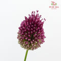 Allium Bullet Purple - 5 Stems - Pudu Ria Florist Southern