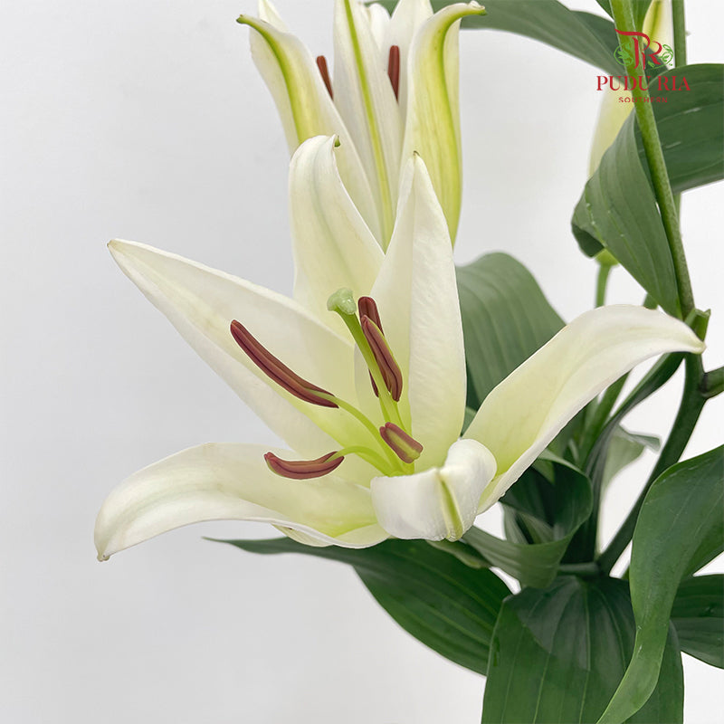 Lily White - (5 Stems)