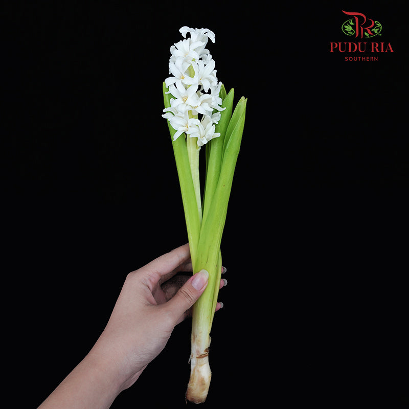 Hyacinthus White - (5 Stems)