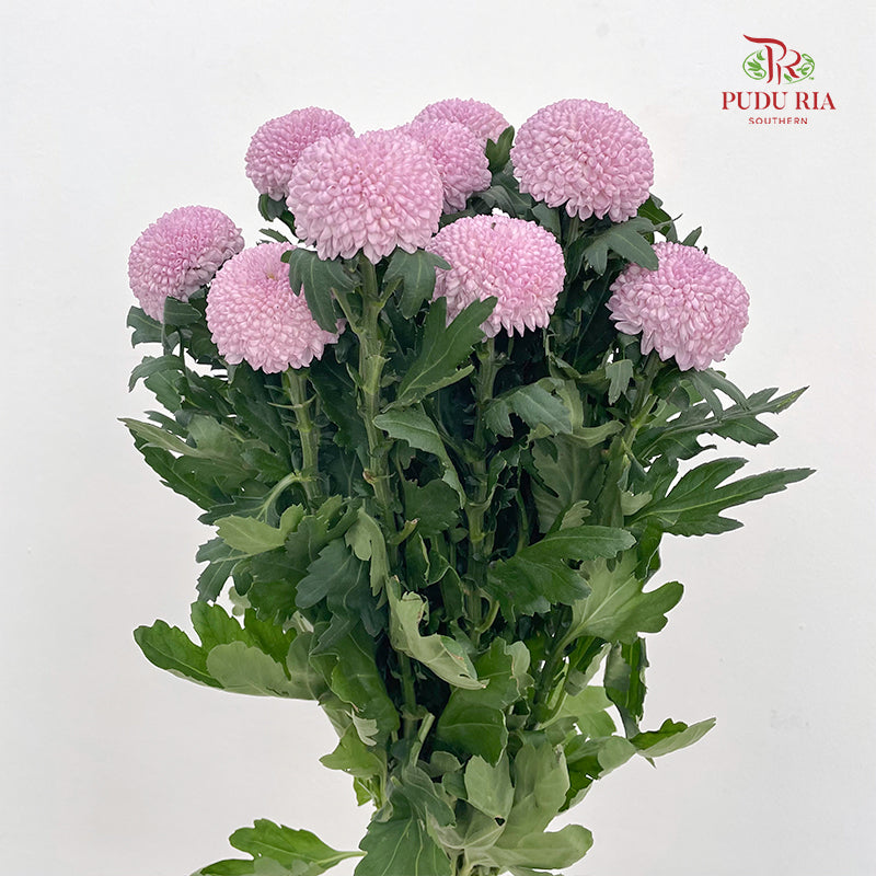 Chrysanthemum Ping Pong Pink - (10 Stems)