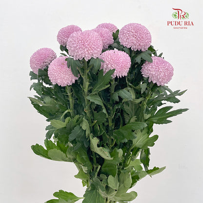 Chrysanthemum Ping Pong Pink - (10 Stems)