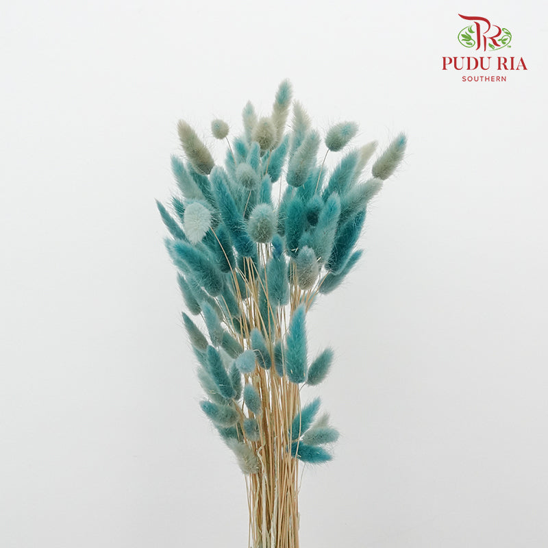 Dry Lagurus (Bunny Tails) - Sky Blue - Pudu Ria Florist Southern