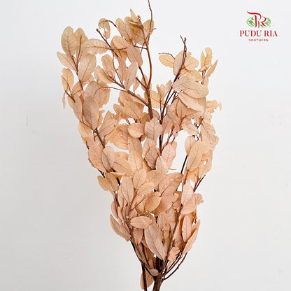 Dry Chestnut Leaf