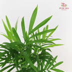 Bamboo Palm (Dracaena Sanderana)