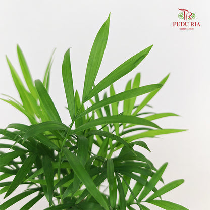 Bamboo Palm (Dracaena Sanderana)