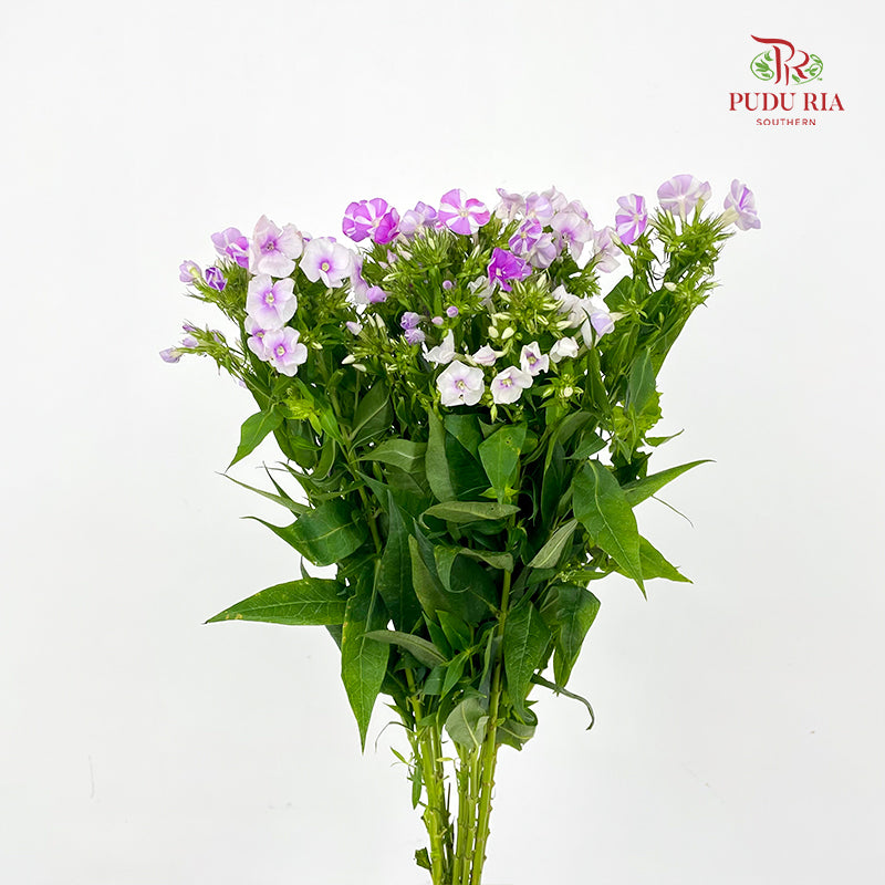 Phlox lLight Purple - (Per Bundle)