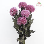 Peony Chrysanthemum Dyed Purple 牡丹菊 - (5 Stems)