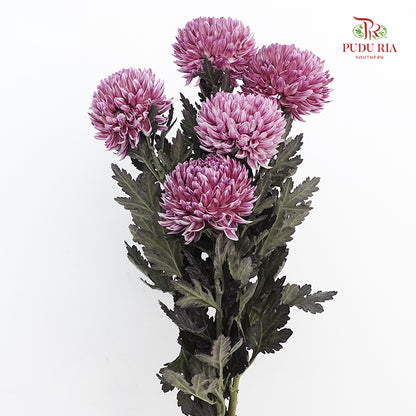 Peony Chrysanthemum Dyed Dark Purple - (5 Stems)