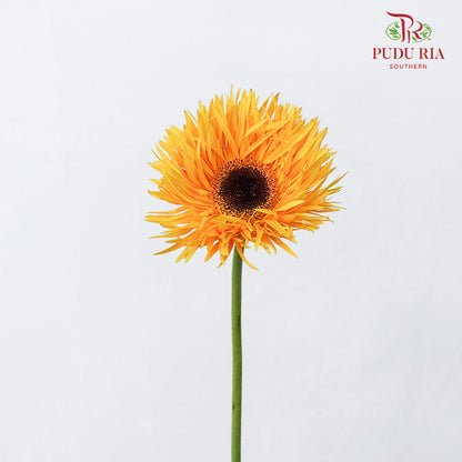 Gerbera Spider Orange Yellow - (8-10 Stems)