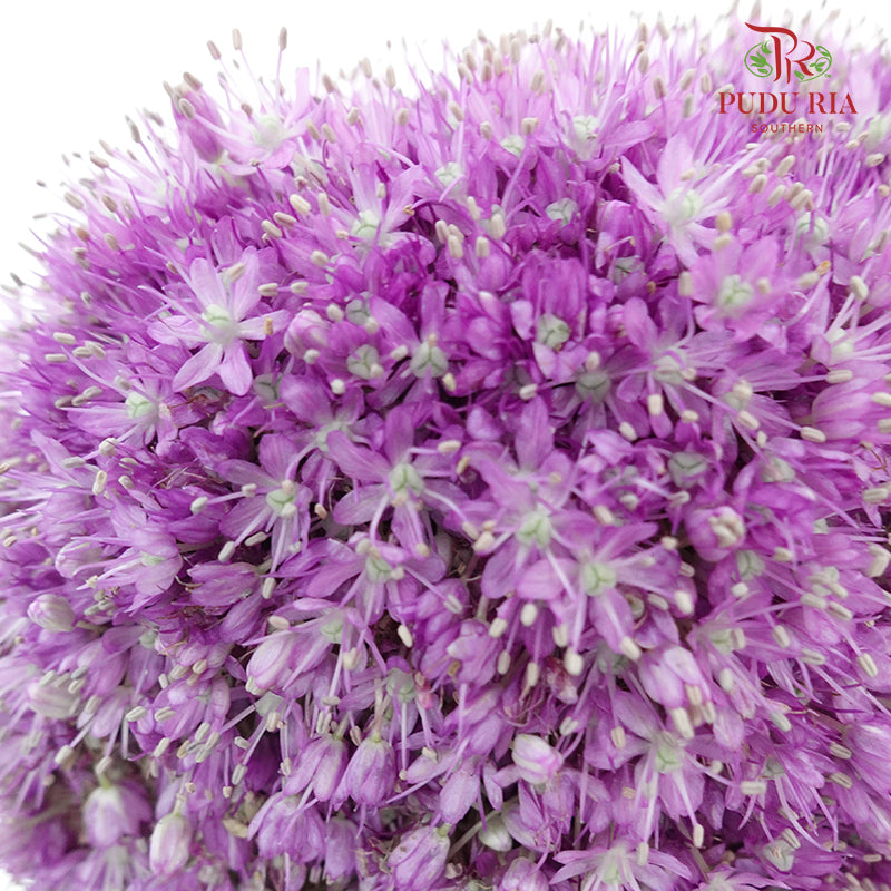 Allium Ambassador - Pudu Ria Florist Southern