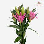 Lily Dark Pink - (5 Stems)