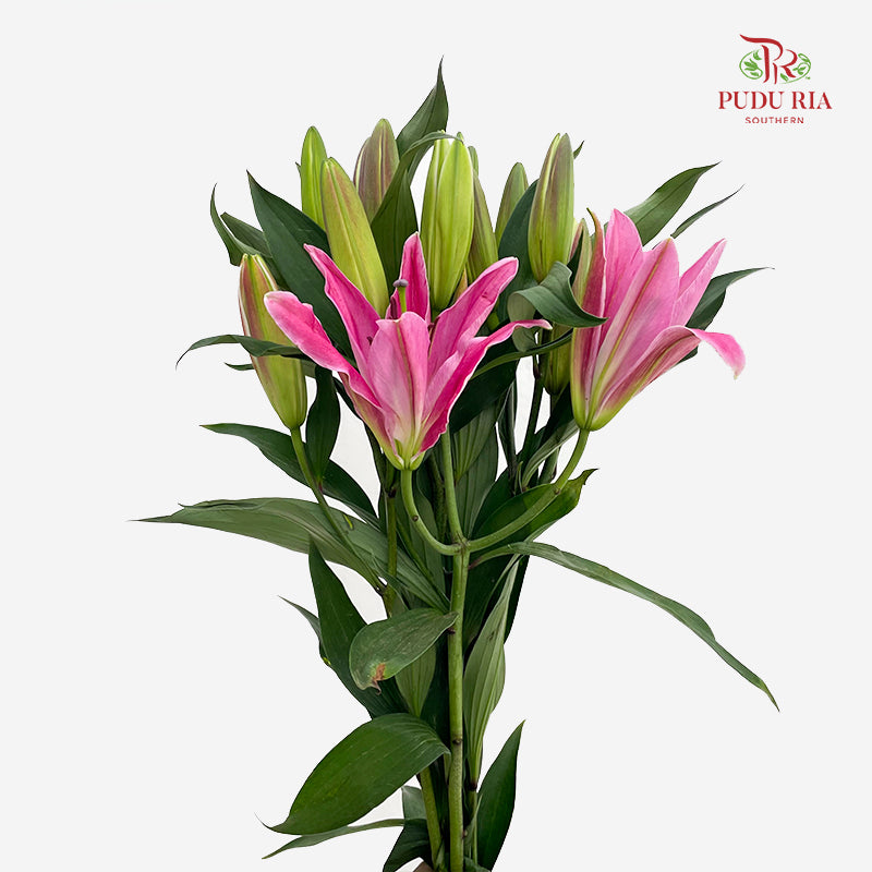 Lily Dark Pink - (5 Stems)